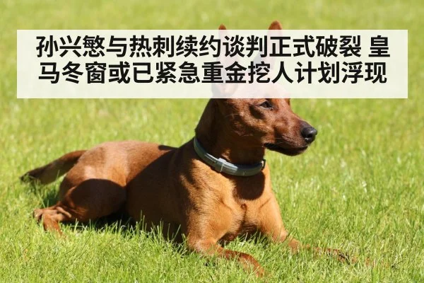 孙兴慜与热刺续约谈判正式破裂 皇马冬窗或已紧急重金挖人计划浮现